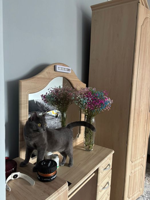 Отдам кошку в добрые руки бесплатно