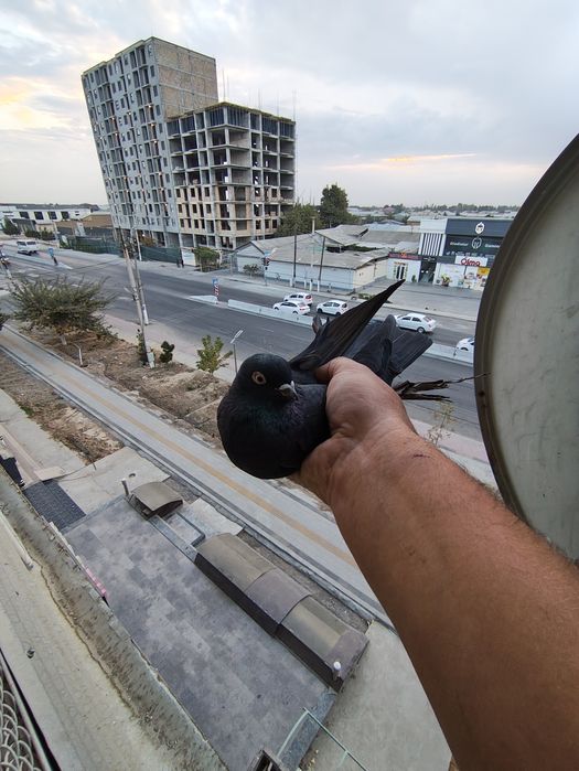 Продается пара гульсарей