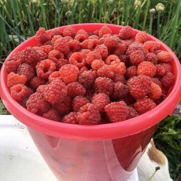 продам саженцы ,малины.