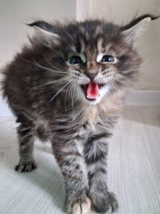 Котенца Мейн Куун