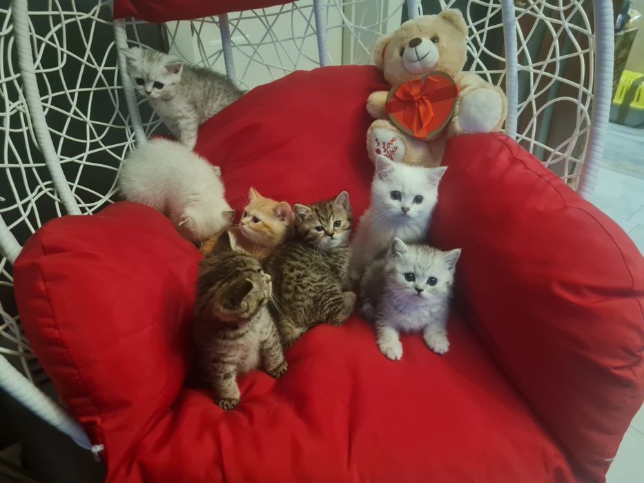 Късокосмести британчета