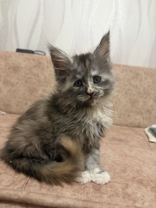 Котята Мейн-кун , великаны