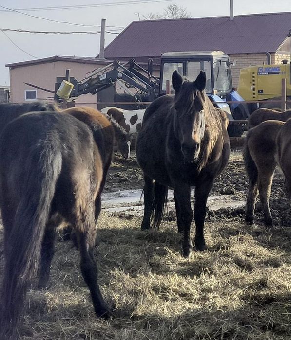 Астана илинка Ауылында семіз жылқылар сатылады