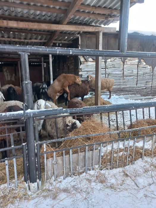 Кошкар на племя.