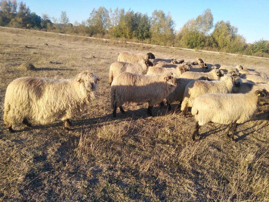2 berbeci bucalai disponibili