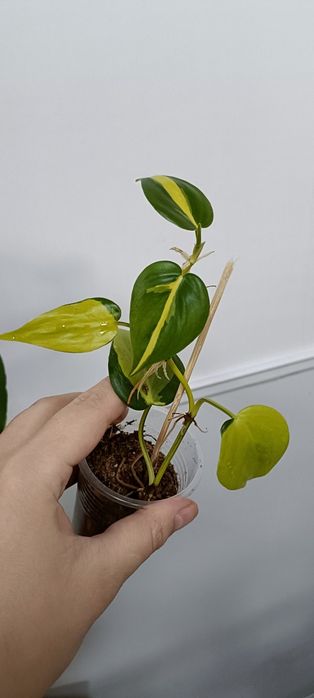 Комнатные цветы по 1000 тенге