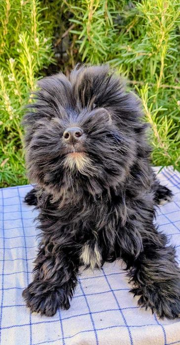 Мини йорки черно момиче