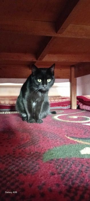 Uy mushugu toza ozoda