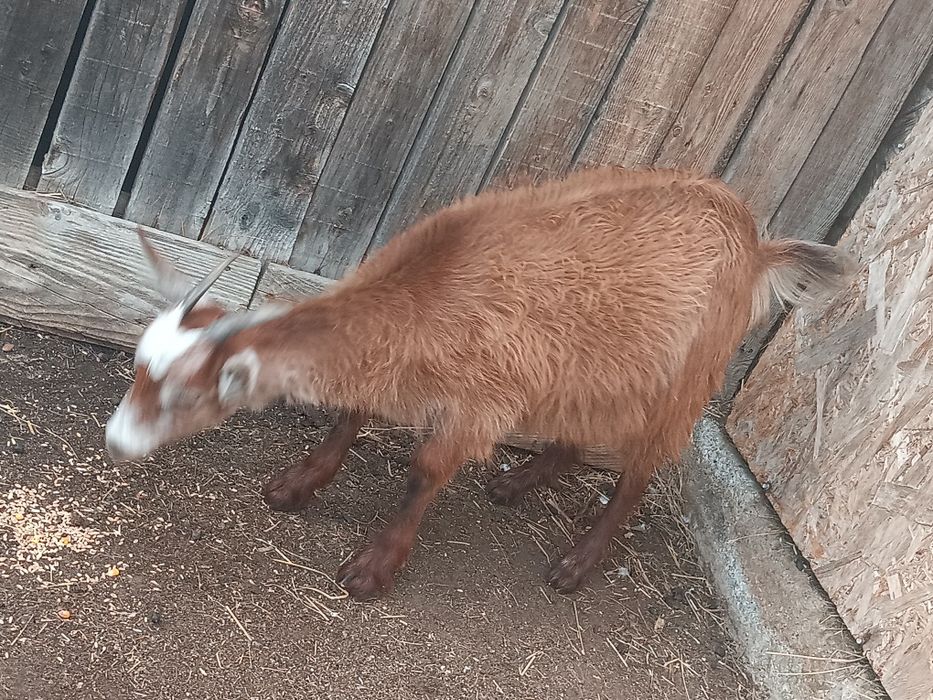 Capra de vânzare