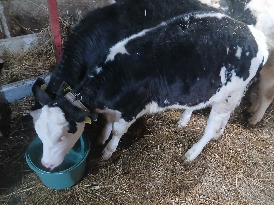 De vânzare 6 viței