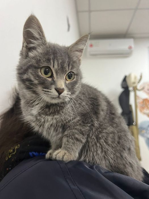 Отдам в добрые руки кошек