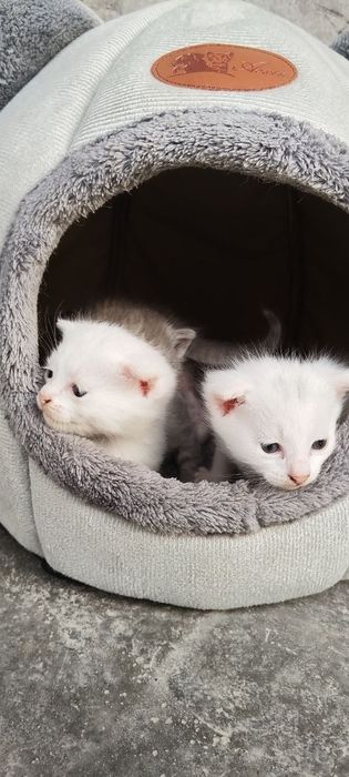 Мушукчалар сотилади