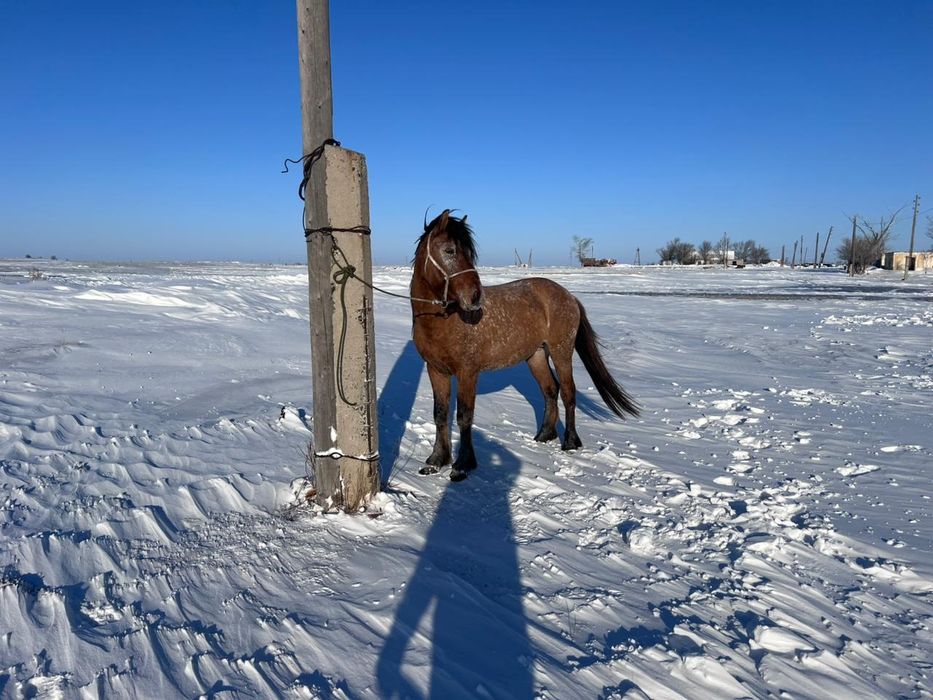 Айгырлар сатылады///////