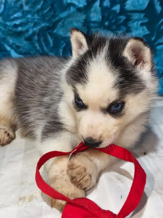 Очаровательные щенки сибирской хаски.