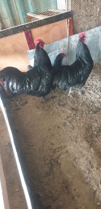 Zotdor tovuq tuxum sotiladi