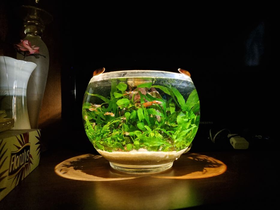 Bol cu filtru,fumina,plante,pesti