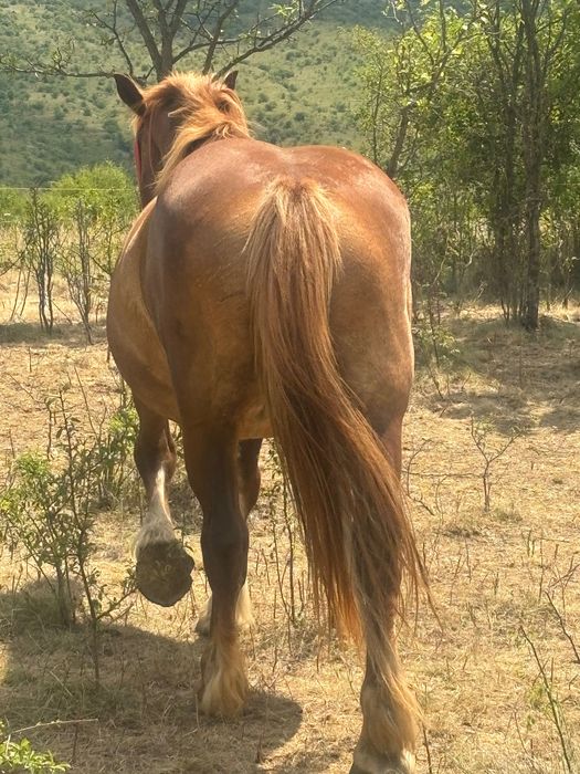 Vând iapa de 5 pe 6 ani