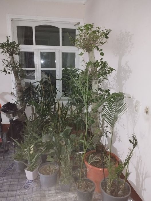 Продаётся комнатную цветы