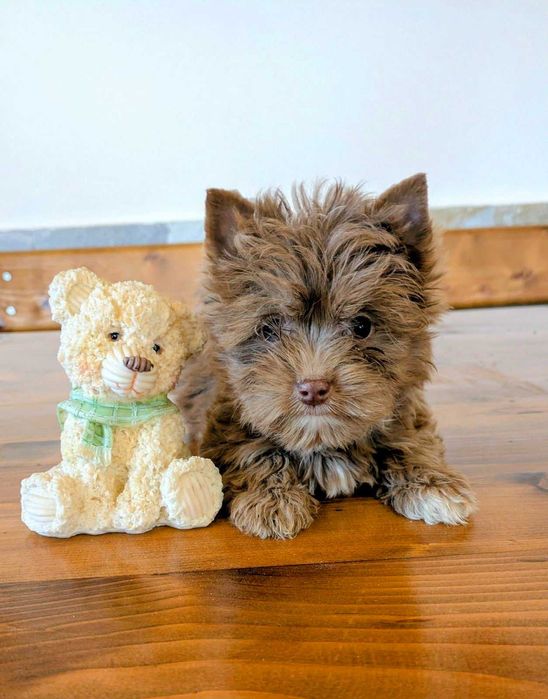 Продавам мини-йорки шоколадово мерле момиче