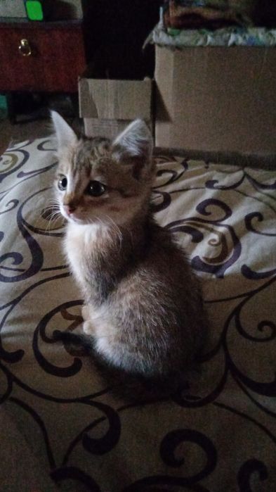 Отдам котёнка в хорошие руки
