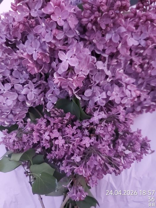 Продам сортовую сирень на срез