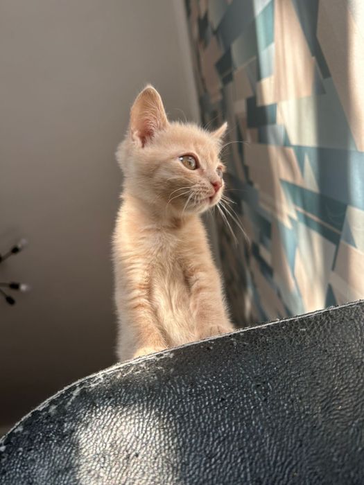 Отдам котенка в добрые руки