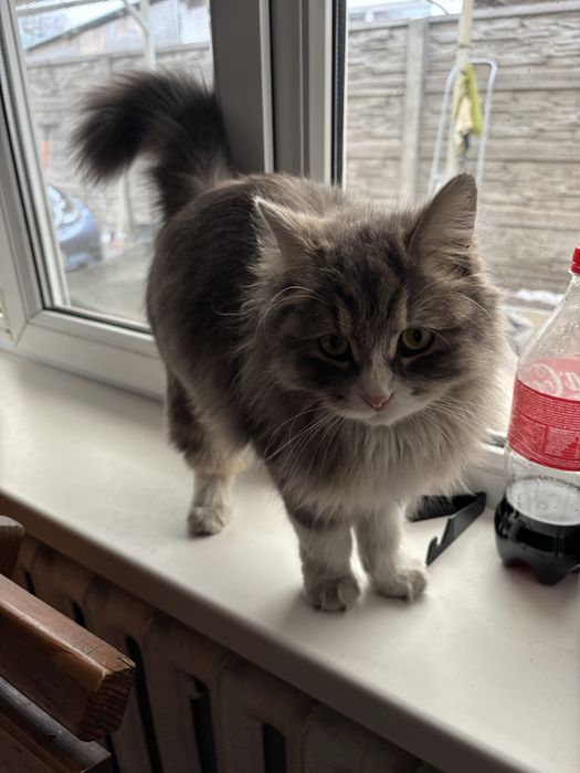 Отдам кошку бесплатно