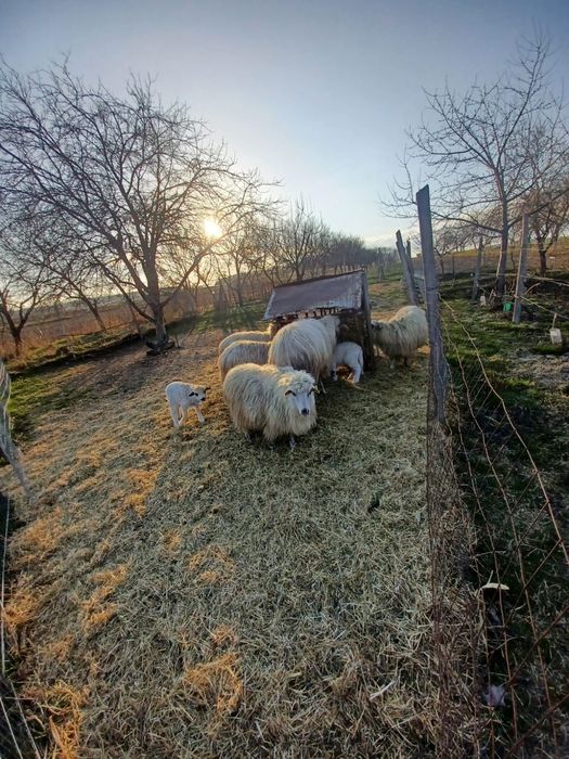 Oi cu miei de vânzare