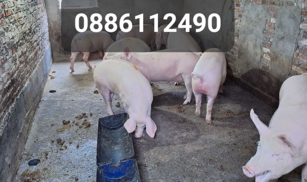 Угоени Големи Прасета