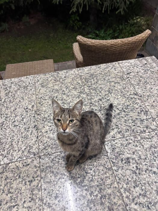 Кошка, бенгал, 5 месяцев