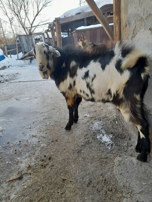 Козёл производитель