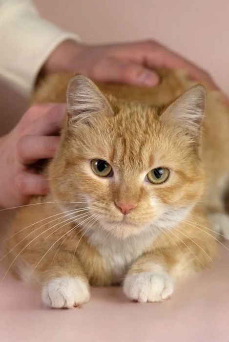 Бро Броша Брошенька