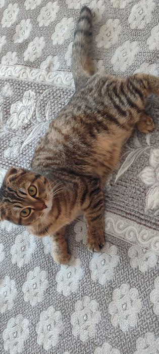 Отдам кошку в добрые руки