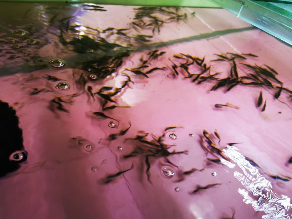 Sanitari de iazuri sau heleștee