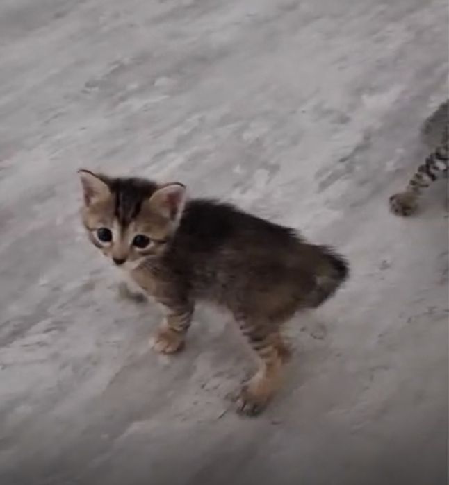 Отдалим котенка в добрые руки