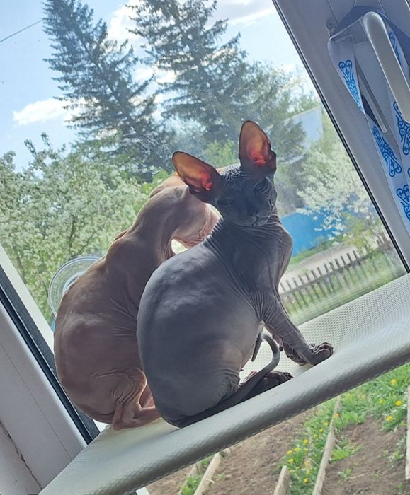 Молодые котик и кошечка