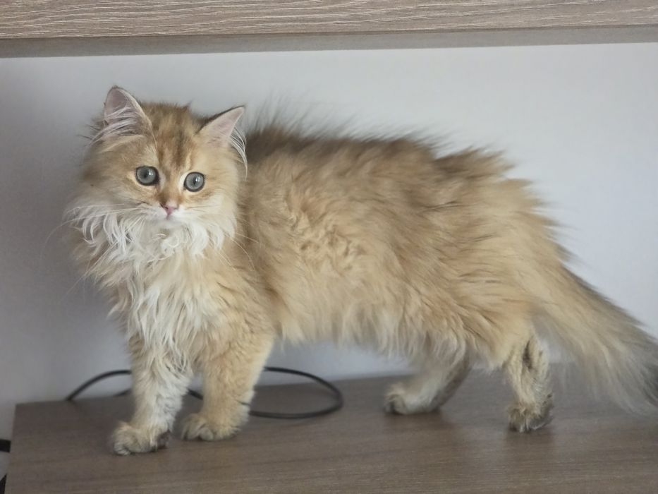 Fetita british longhair
