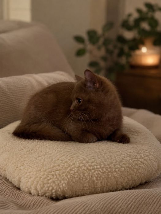 Британские короткошерстные котята циннамон