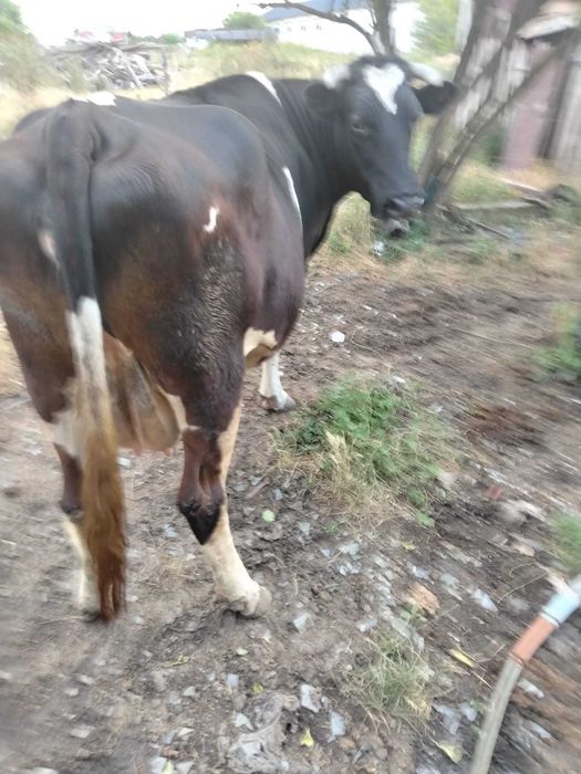 Vaca bălțată 6 ani
