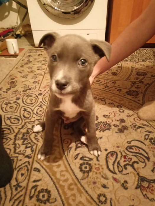 Продам щинка питбультырьер возраст 2 месяца.