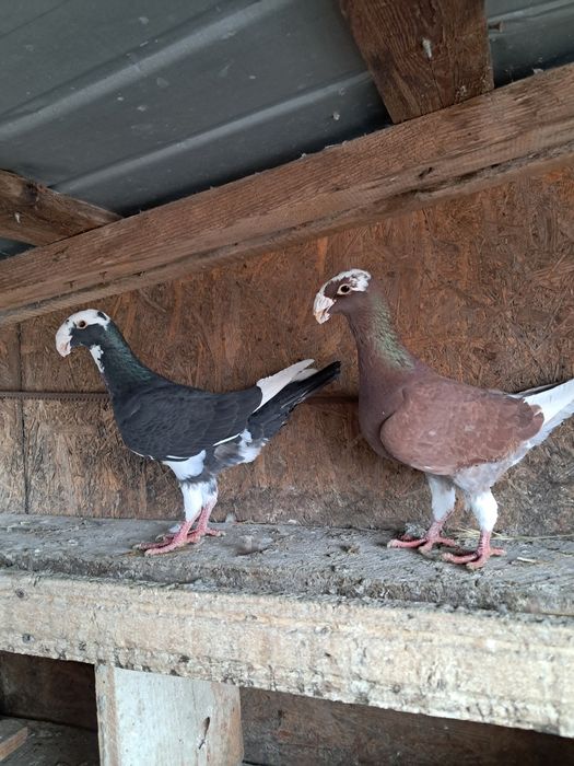 Porumbei de vânzare