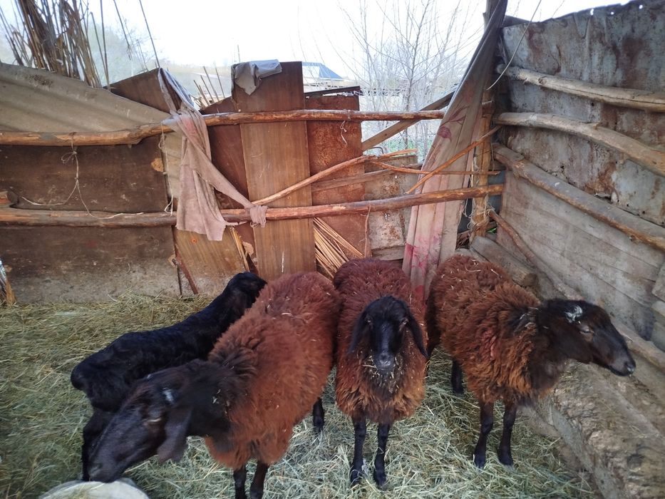 Қозылы қой сатылады