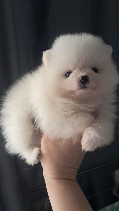 Шпиц мальчик готов к переезду