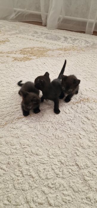 Отдам добрые ручки котят