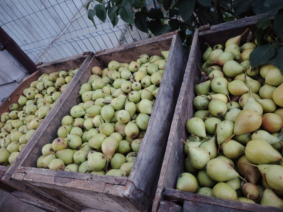 Pere Napoca pentru țuică/pălincă – 3,50 lei/kg