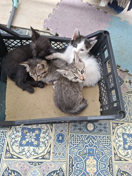 Отдам котят в хорошие руки