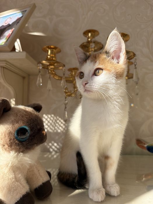 Ласковая, нежна кошечка Ася