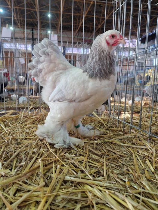 Brahma Pitic diferite varietati de culoare, de expozitie