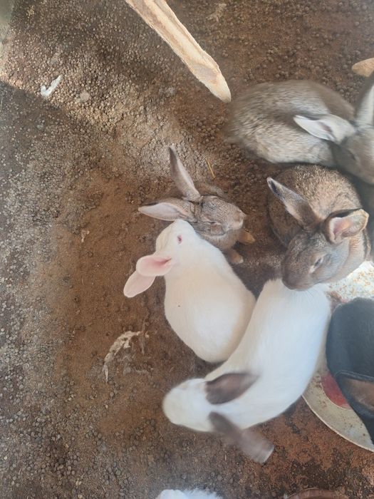 Zotlik quyonlar sotiladi