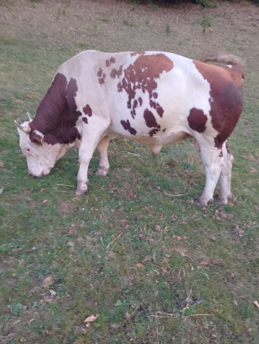 De vânzare taur bălțat mai multe detalii la tel.